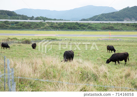 Grazing cows seen through the fence Grazing cows seen through the fence 71416058