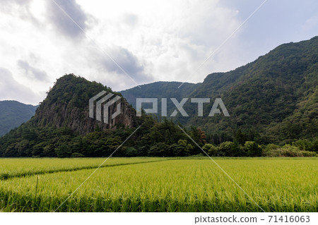 稻田中生長的新水稻,高山和天空 稻田中生長的新水稻,高山和天空 71416063