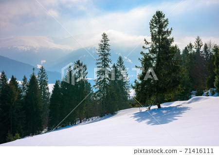 spruce forest on the snow covered hill. beautiful winter landscape in mountains. distant ridge in fog and clouds. carpathian countryside morning 71416111
