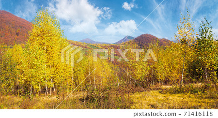 yellow autumnal landscape in mountains. beautiful nature scenery with beech forest in yellow foliage. warm sunny weather beneath a blue sky. carpathian countryside 71416118