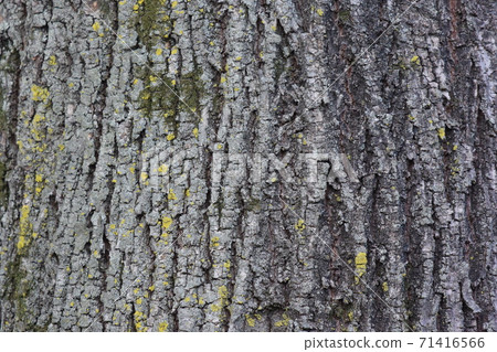 在城市公園的信濃樹皮 71416566