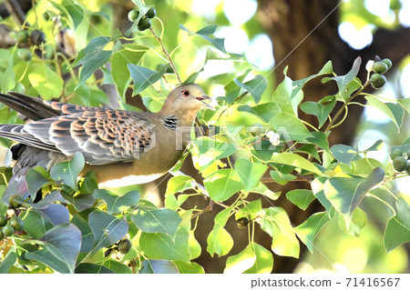 Kijibato吃Nankinhaze的水果 71416567