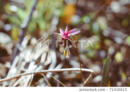 the first flowers bloom in spring the first flowers bloom in spring 71416613