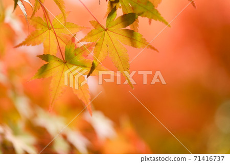 Autumn color 1 Autumn color 1 71416737