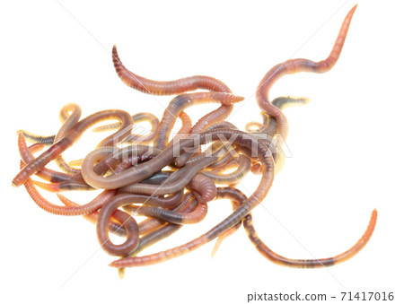 Earthworms isolated on a white Earthworms isolated on a white 71417016
