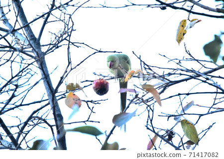 Wakakehonseiinko在城市公園 71417082