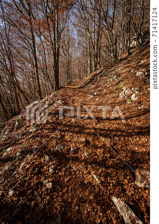 Footpath in Autumn in Italian Alps - Corno d'Aquilio in Lessinia Plateau 71417124