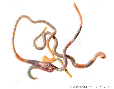 Earthworms isolated on a white 71417270