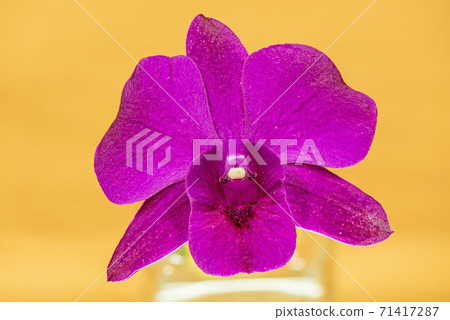 purple orchid flower in gold background purple orchid flower in gold background 71417287
