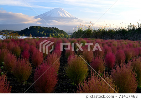 Mt. Fuji and autumn leaves Kokia Mt. Fuji and autumn leaves Kokia 71417468