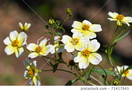 Winter Cosmos 71417843