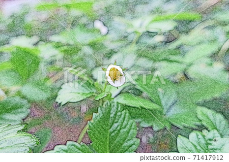A single white flower "Wild Strawberry" that is growing vividly in the morning sun Colored pencil drawing style 71417912