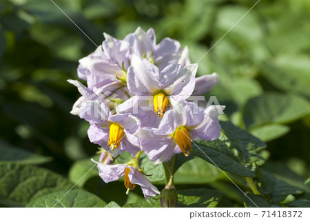 varieties of potato plants varieties of potato plants 71418372