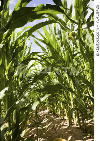 green corn sprouts in the spring or summer green corn sprouts in the spring or summer 71418428