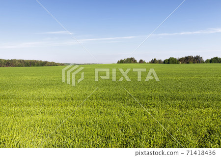 agricultural field sown with cereals that are not ripe agricultural field sown with cereals that are not ripe 71418436