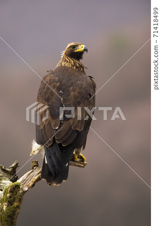 Impressive golden eagle sitting on a treetop in vertical composition from back Impressive golden eagle sitting on a treetop in vertical composition from back 71418499