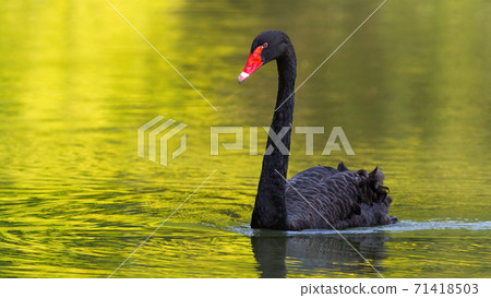Black swan swimming forward on a lake in sunny summer nature. Black swan swimming forward on a lake in sunny summer nature. 71418503