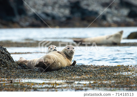 Two harbor seals lying on a seashore and looking into the camera Two harbor seals lying on a seashore and looking into the camera 71418513