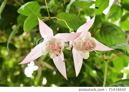 A cherry-colored fuchsia that seems to hold hands together A cherry-colored fuchsia that seems to hold hands together 71418640