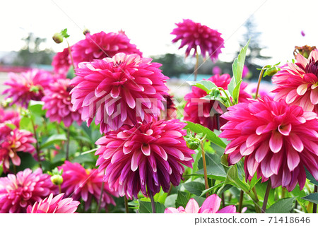 Red-purple dahlia in the dahlia field 71418646
