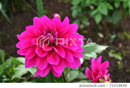 Magenta dahlia 71418648