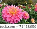 粉色Dairin Dalia 71418650