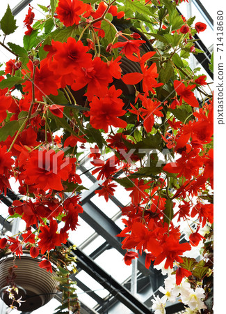 Crimson Begonia 71418680