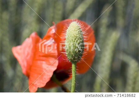 harvest of quality products and poppy weeds harvest of quality products and poppy weeds 71418682