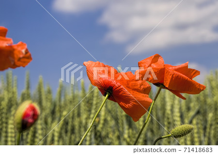harvest of quality products and poppy weeds 71418683