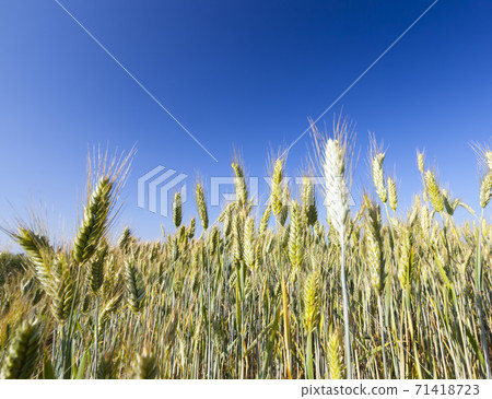 unripe wheat plants farming for food production unripe wheat plants farming for food production 71418723