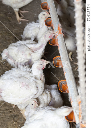 chicks of white broiler chicken 71418754
