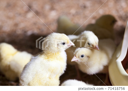young meat chicken chicks young meat chicken chicks 71418756