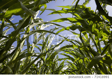 long rows of green corn sprouts in spring or summer 71418991