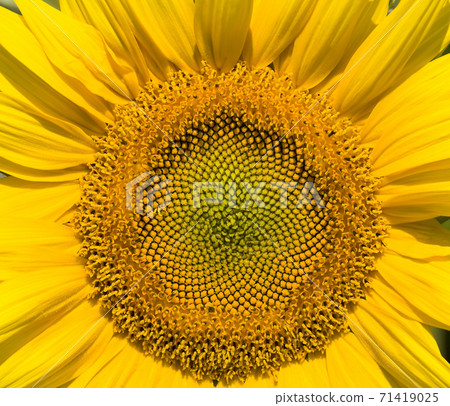 the middle of the inflorescence of yellow sunflowers 71419025