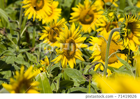 field annual sunflowers 71419026