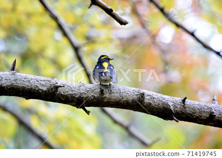 基比塔基男在城市公園 71419745