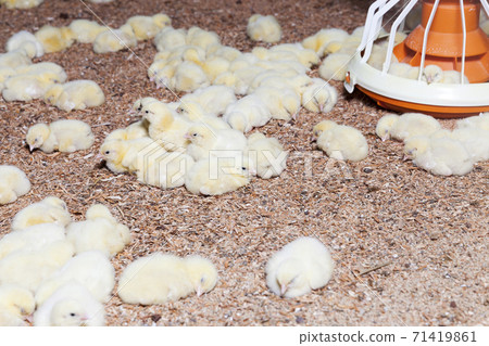 young broiler chickens young broiler chickens 71419861