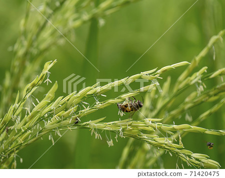 Close up rice flower with blur background. Close up rice flower with blur background. 71420475