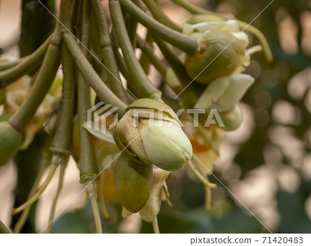 Close up Durian flower is blooming on tree. 71420483