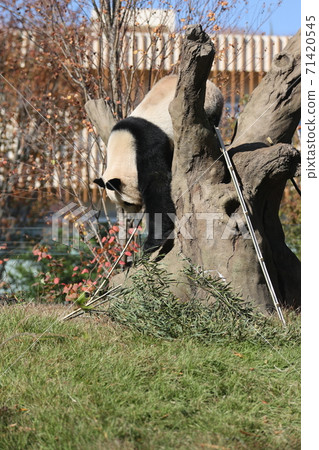 Panda Panda 71420545