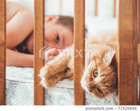 Toddler lies in bed with cute ginger cat. Little boy laughting. Child's friendship with domestic cat. Cozy home at morning. Toddler lies in bed with cute ginger cat. Little boy laughting. Child's friendship with domestic cat. Cozy home at morning. 71420698