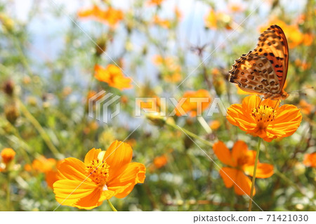 Cosmos and Butterflies 71421030