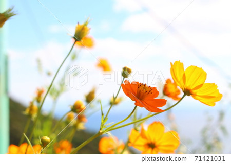  Cosmos field 71421031