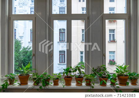 large window with interior flowers on the windowsill 71421083