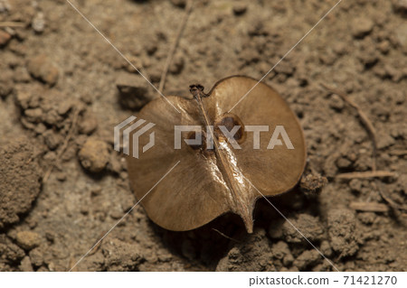 Yam seed Yam seed 71421270