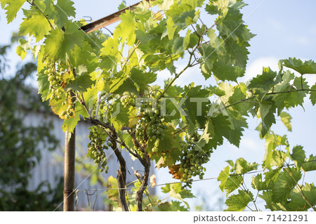 ripening grapes on the field ripening grapes on the field 71421291