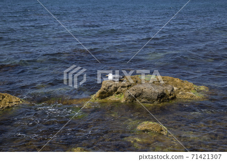 cormorant bird on the seashore 71421307