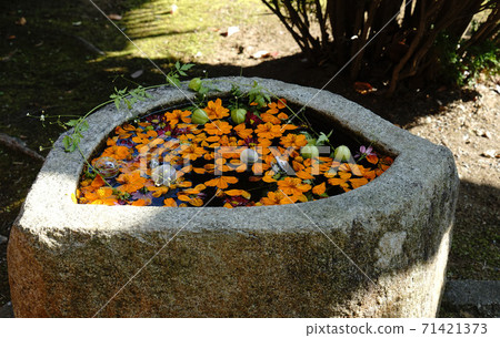 Hanatemizu Kibana Cosmos 71421373