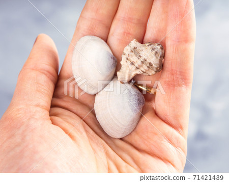 Seashells in female hand, macro shot 71421489
