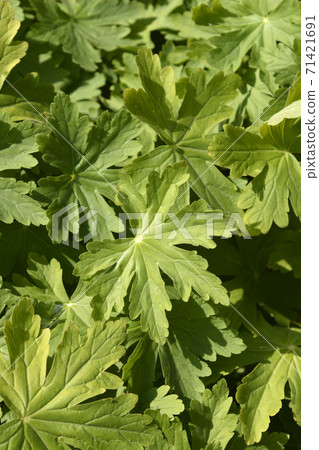 Rock cranesbill 71421691
